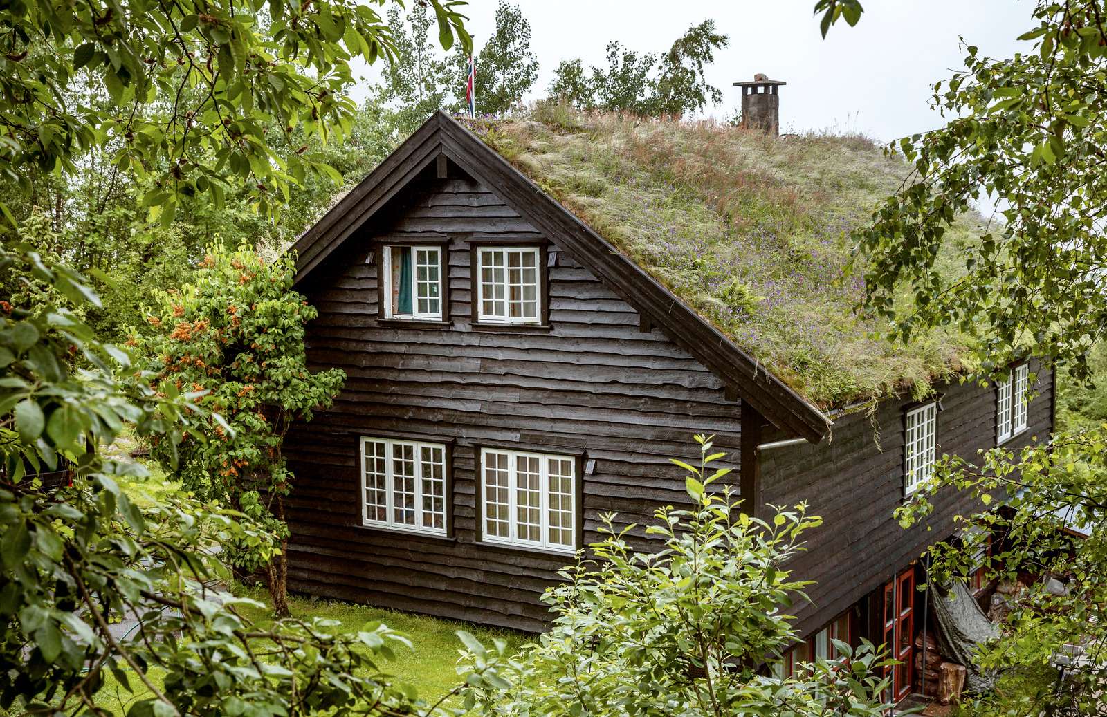 Mørkt træhus med græstag og hvide vinduer omgivet af grønt